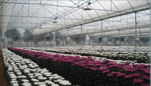 菊花种植温室